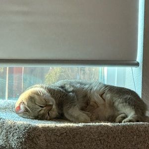 Meet your Posher, Garfield